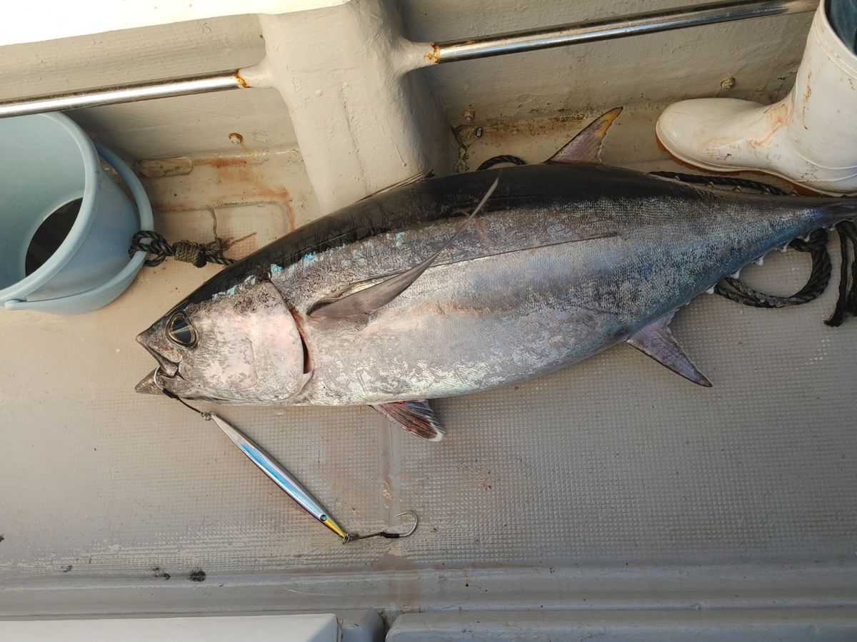 三重県ジギング船　絆さんの釣果 2枚目の画像