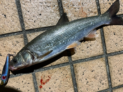 マルタウグイの釣果