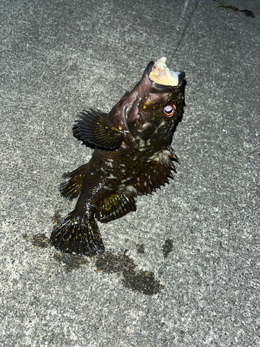 クロソイの釣果