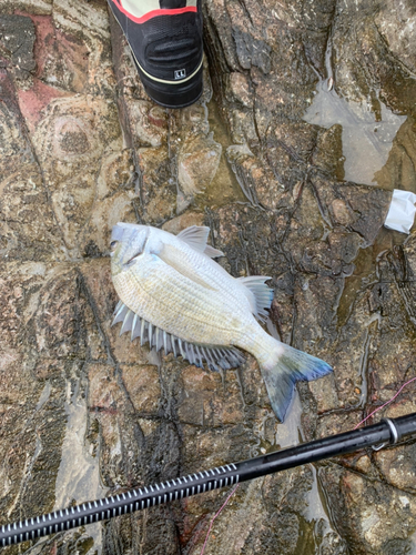 オキナワキチヌの釣果