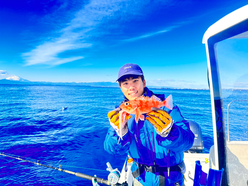 ユメカサゴの釣果