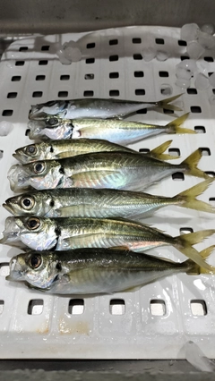 アジの釣果