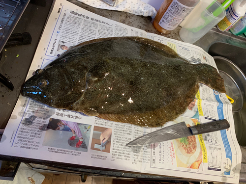 ヒラメの釣果