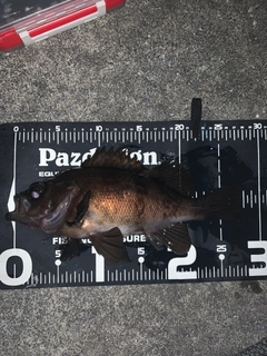 メバルの釣果