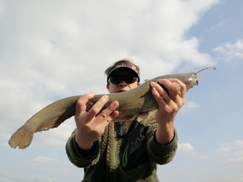 ナマズの釣果