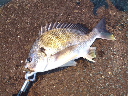 キビレの釣果