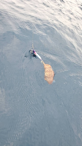 コブシメの釣果