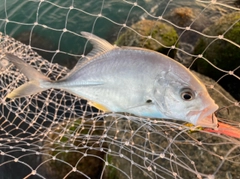 ギンガメアジの釣果