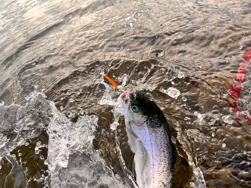 レインボートラウトの釣果