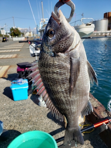 チヌの釣果