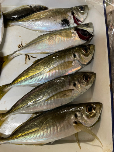 アジの釣果