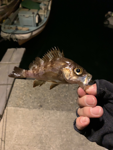 メバルの釣果