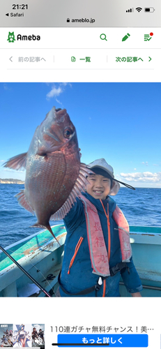 マダイの釣果