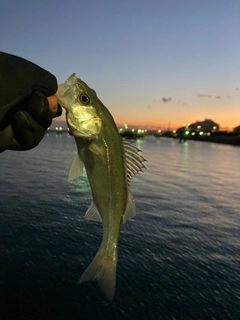 セイゴ（マルスズキ）の釣果