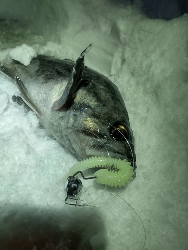 クロソイの釣果