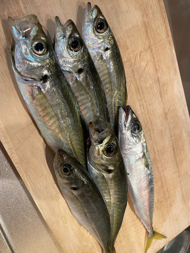 アジの釣果