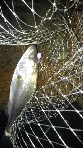 フッコ（マルスズキ）の釣果