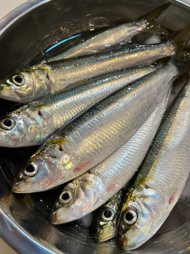 カタボシイワシの釣果