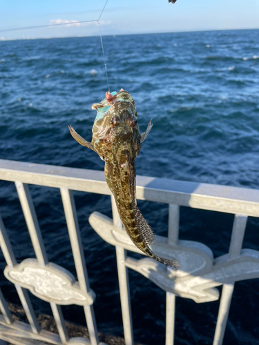 アナハゼの釣果