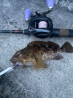 カサゴの釣果