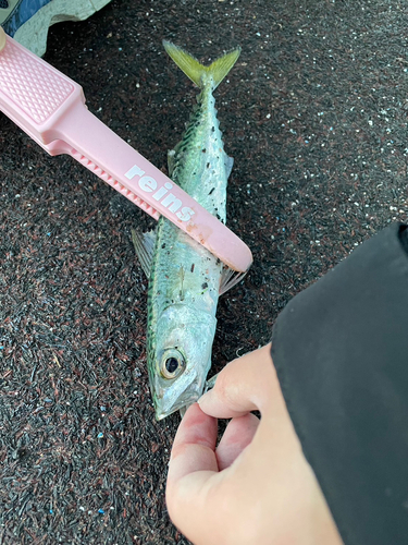 サバの釣果