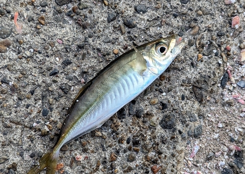 マアジの釣果