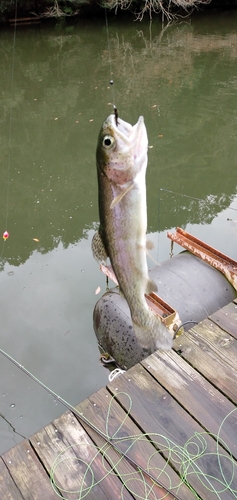 ニジマスの釣果