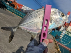 メッキの釣果