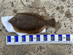 カレイの釣果