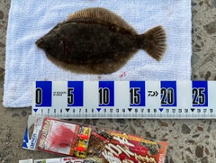 カレイの釣果