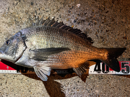 チヌの釣果