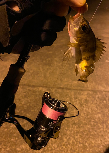 メバルの釣果