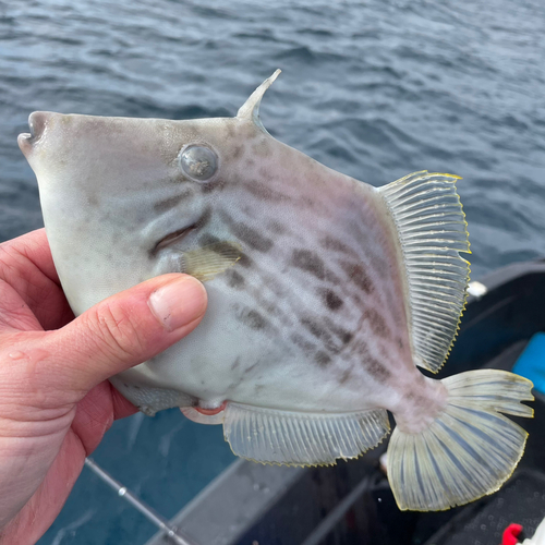 カワハギの釣果