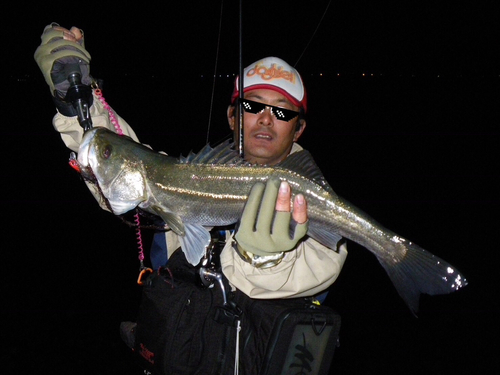 シーバスの釣果