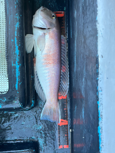 シロアマダイの釣果