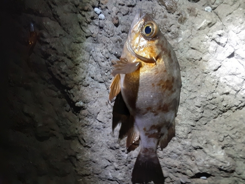 メバルの釣果