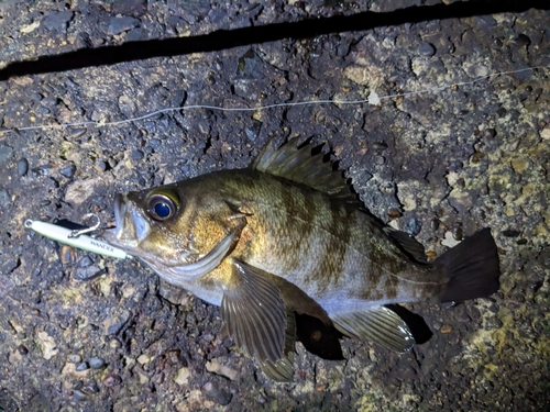 メバルの釣果