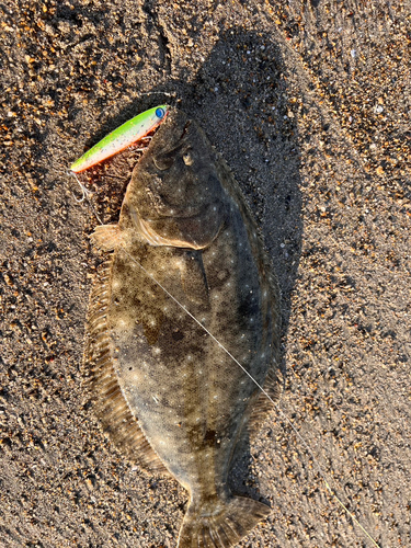 ヒラメの釣果