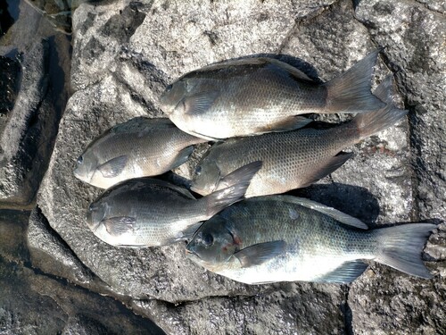 クチブトグレの釣果