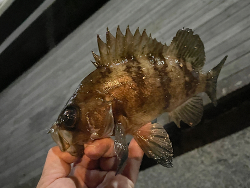 メバルの釣果