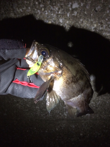 メバルの釣果