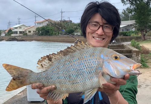 ハマフエフキの釣果