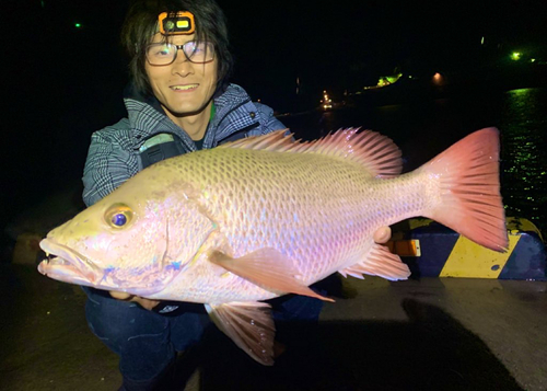 ゴマフエダイの釣果