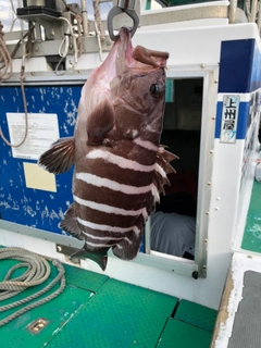 マハタの釣果