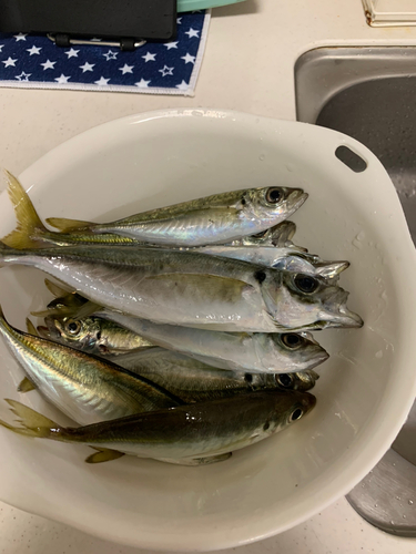 アジの釣果