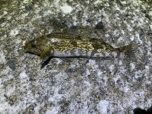 アイナメの釣果