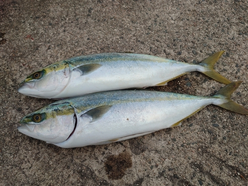 ハマチの釣果