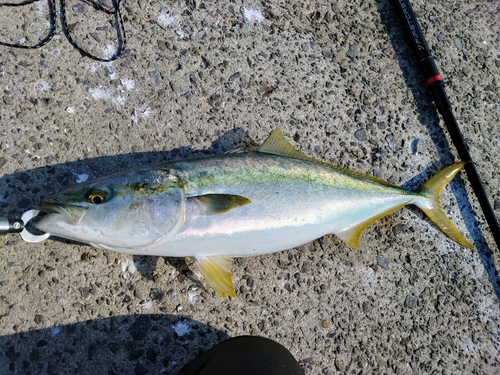 ブリの釣果