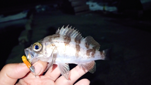 メバルの釣果