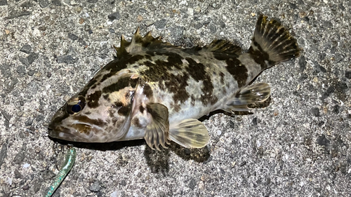 タケノコメバルの釣果